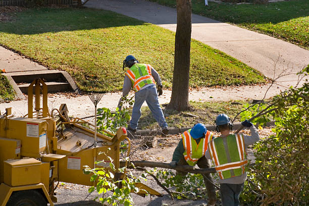 Best Tree and Shrub Care  in Holmen, WI